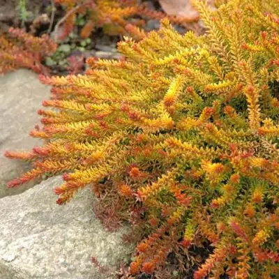 Водяника БЕРНШТЕЙН черная в Осиповичах