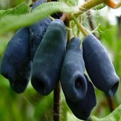 Жимолость съедобная НАРЫМСКАЯ в Осиповичах