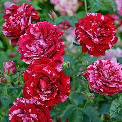 Роза ДИП ИМПРЕШН флорибунда в Осиповичах