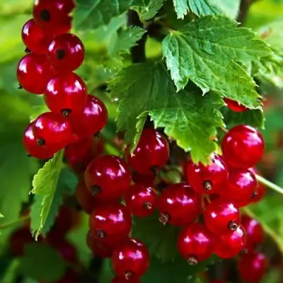 Смородина красная РОЛАН в Осиповичах
