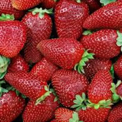 Клубника СКАЛА в Осиповичах