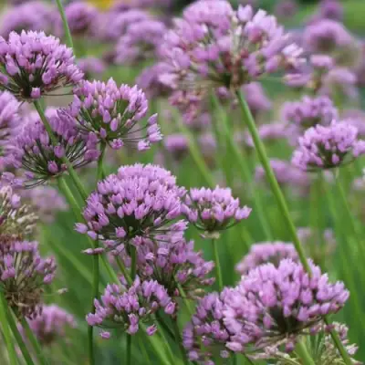 Лук угловатый в Осиповичах