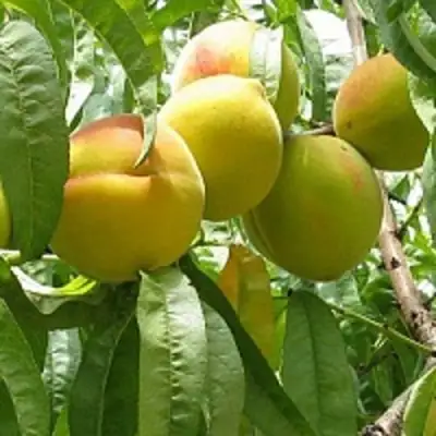 Персик СЕЯНЕЦ СТАРКА в Осиповичах