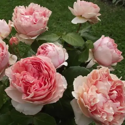 Роза ФИЛИНГ чайно-гибридная в Осиповичах