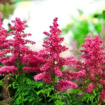 Астильба ЮНИК КАРМИН гибридная в Осиповичах