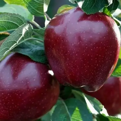 Яблоня РЕД ЧИФ в Осиповичах