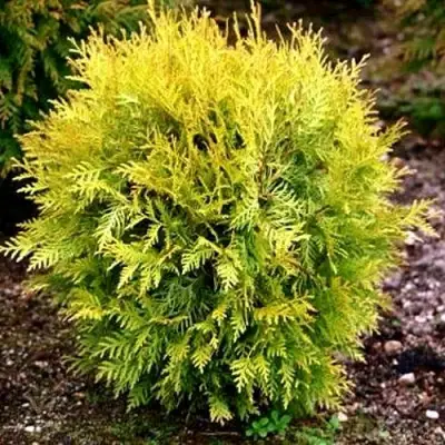 Туя ГЛОБОЗА АУРЕА западная в Осиповичах