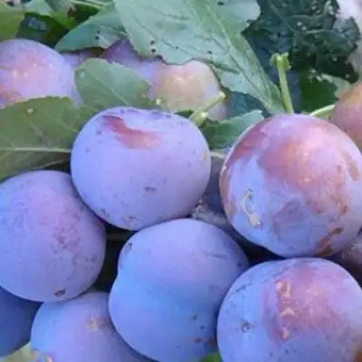 Слива НАГРАДА НЕМАНСКАЯ в Осиповичах