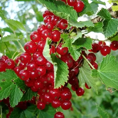 Смородина красная ГОЛЛАНДСКАЯ КРАСНАЯ в Осиповичах