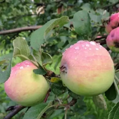 Яблоня УТРО в Осиповичах