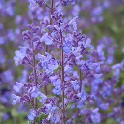 Котовник КИТ КЭТ фассена в Осиповичах