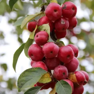 Яблоня РЕД ОБЕЛИСК колонновидная в Осиповичах