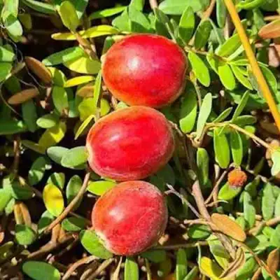 Клюква БАИН 6 в Осиповичах