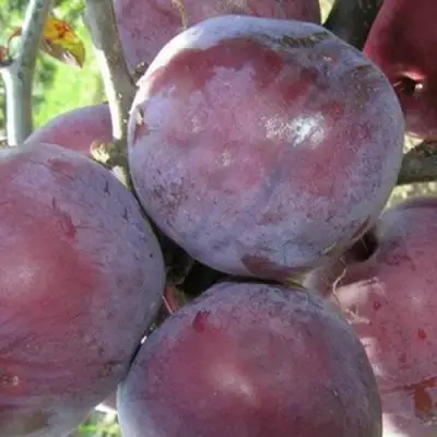 Слива ПАННА в Осиповичах