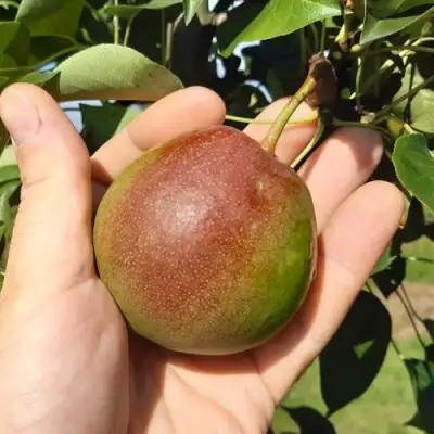 Груша КУПАЛА в Осиповичах