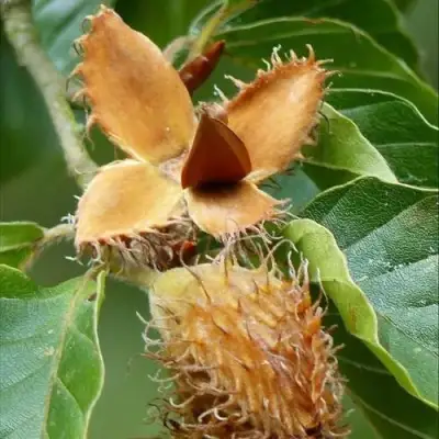 Бук обыкновенный в Осиповичах