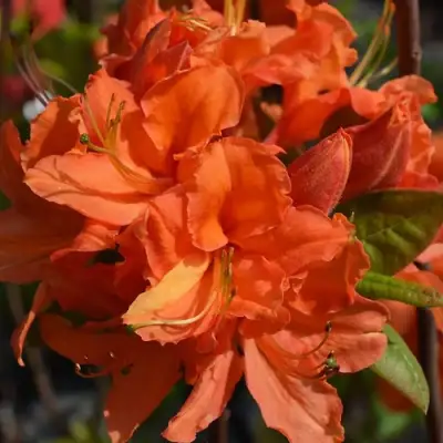 Азалия МАНДАРИН ЛАЙТС листопадная в Осиповичах