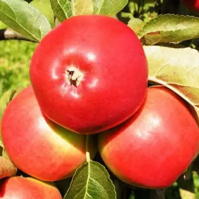 Яблоня СЯБРЫНА в Осиповичах