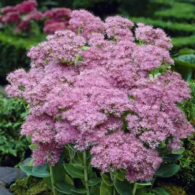 Очиток (седум) БРИЛЛИАНТ в Осиповичах