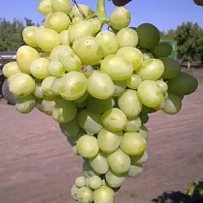 Виноград АРКАДИЯ в Осиповичах