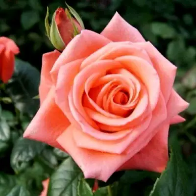 Роза ВАУ чайно-гибридная в Осиповичах