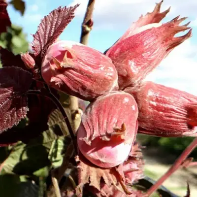 Фундук АЛЫЙ ПАРУС в Осиповичах