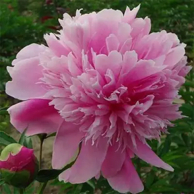 Пион ГОЛУБАЯ ХРИЗАНТЕМА травянистый в Осиповичах