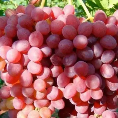 Виноград КИШМИШ КРАСНЫЙ в Осиповичах