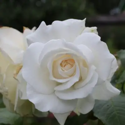 Роза АНАСТАСИЯ чайно-гибридная в Осиповичах