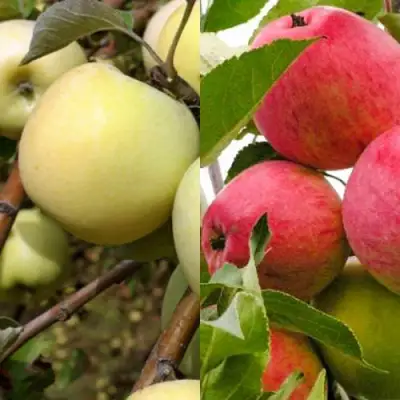 Комплект ЯБЛОЧНЫЙ ТАНДЕМ в Осиповичах