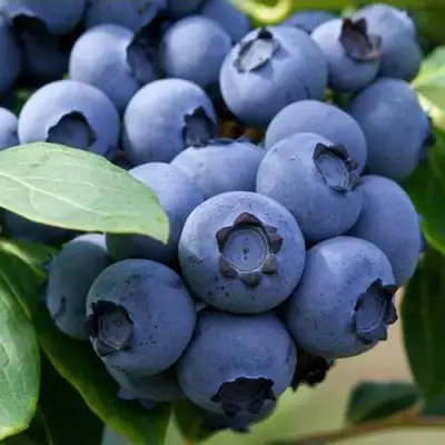 Голубика СПАРТАН в Осиповичах