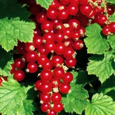 Смородина красная РЕД ЛЕЙК в Осиповичах