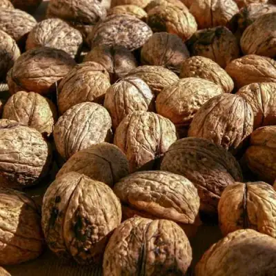 Грецкий орех ПИНСКИЙ в Осиповичах