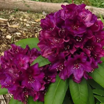 Рододендрон ПОЛАРНАХТ в Осиповичах