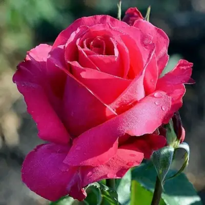 Роза ВИЕН РОУЗ чайно-гибридная в Осиповичах