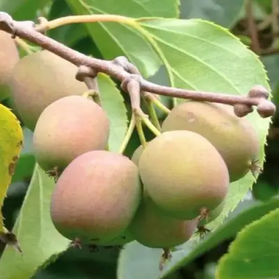 Актинидия ГИБРИДНАЯ КОЛБАСИНОЙ в Осиповичах