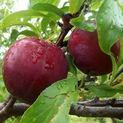 Слива КЛЕОПАТРА в Осиповичах