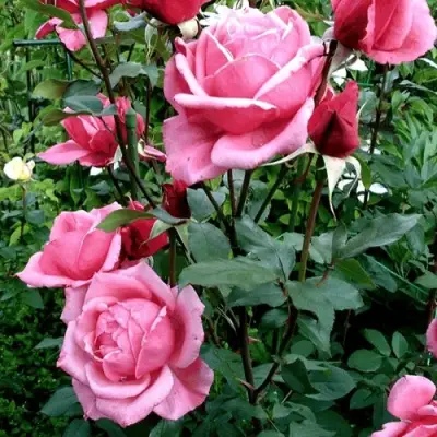 Роза ЭЙФЕЛЕВА БАШНЯ чайно-гибридная в Осиповичах