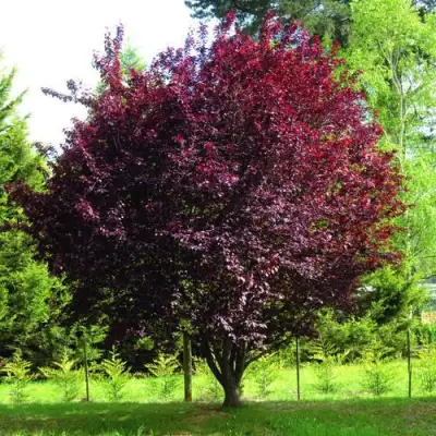 Слива НИГРА растопыреная в Осиповичах