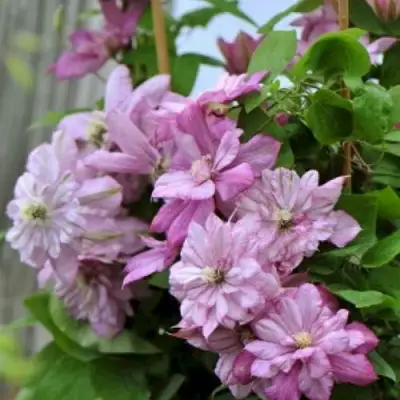 Клематис ИННОСЕНТ ГЛАНС в Осиповичах