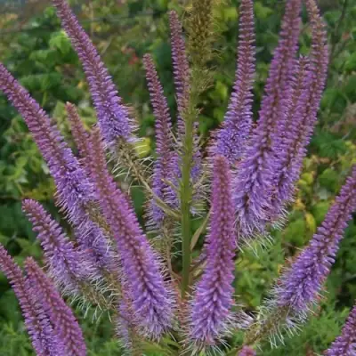 Вероникаструм ФАСЦИНЕЙШН в Осиповичах