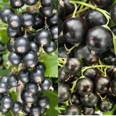 Комплект ЧЕРНАЯ СИЛА в Осиповичах