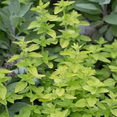 Душица ТАМБЛС ВАРИЕТИ обыкновенная в Осиповичах