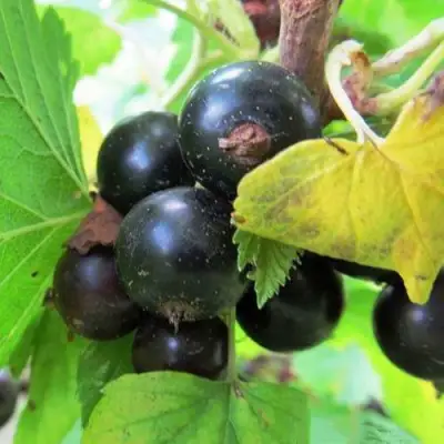 Смородина чёрная КАТЮША в Осиповичах