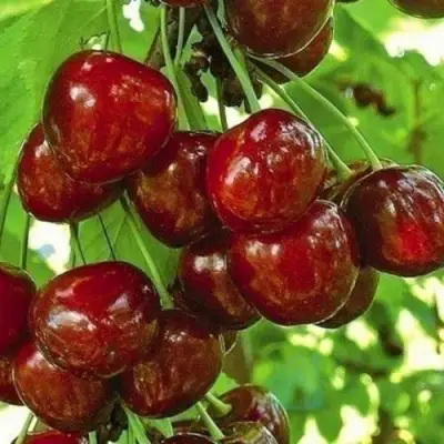 Черешня БУРЛАТ в Осиповичах