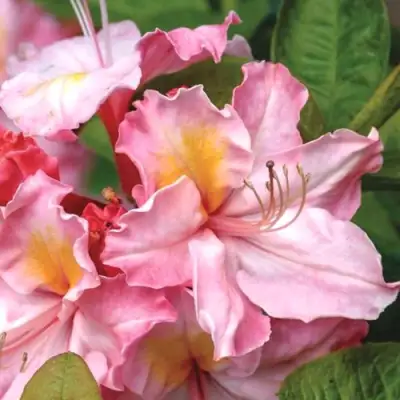 Азалия СЕССИЛЬ листопадная в Осиповичах