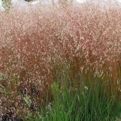 Щучка извилистая в Осиповичах