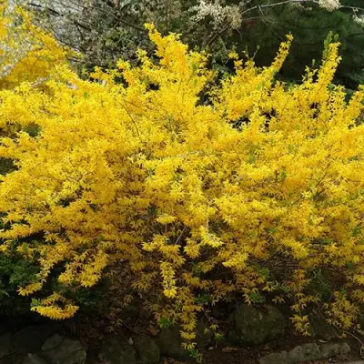 Форзиция ГОЛДЗАУБЕР средняя в Осиповичах