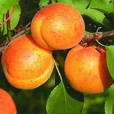 Абрикос СПАДЧЫНА в Осиповичах