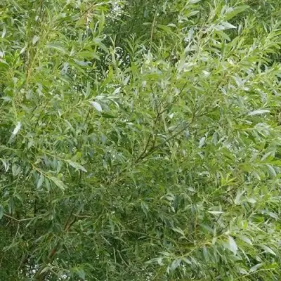 Ива ВИТЕЛЛИНА белая  в Осиповичах